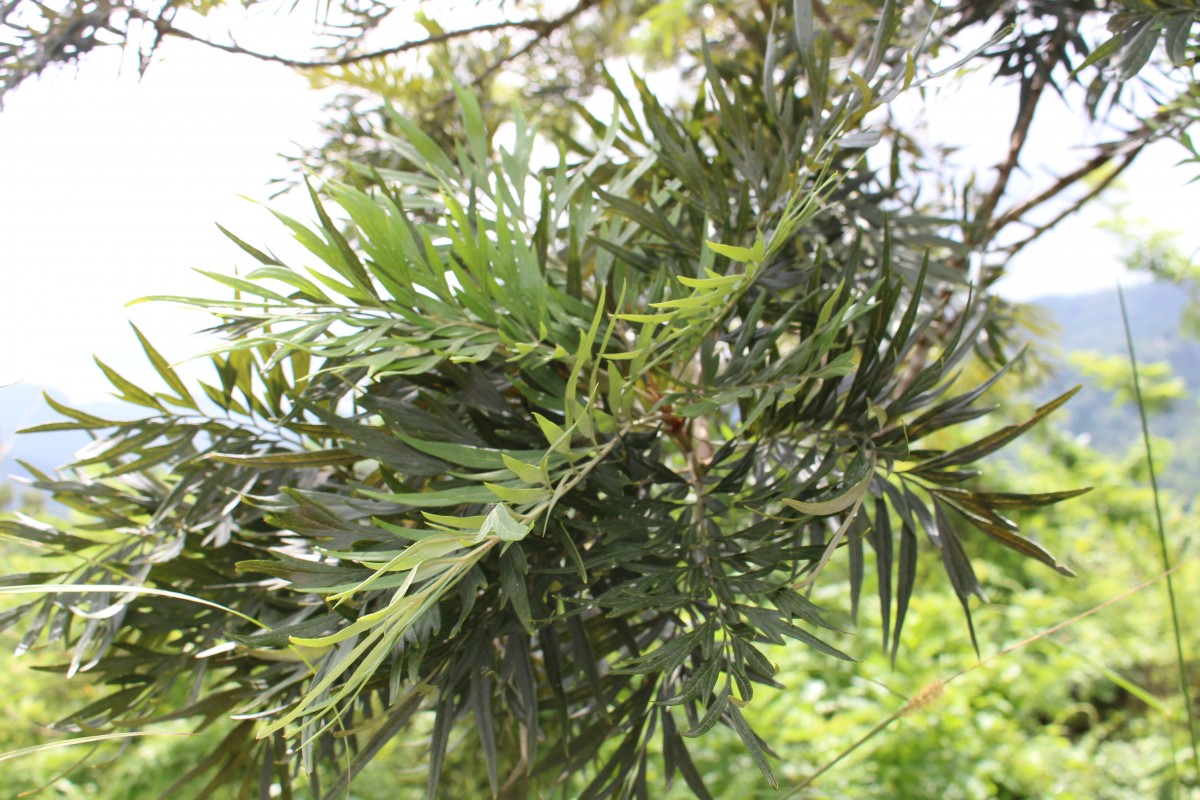 Proteaceae